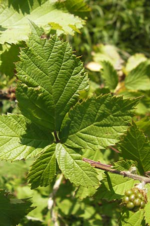 Rubus fruticosus agg. \ Brombeere / Bramble, Blackberry, D Zeutern 4.7.2011