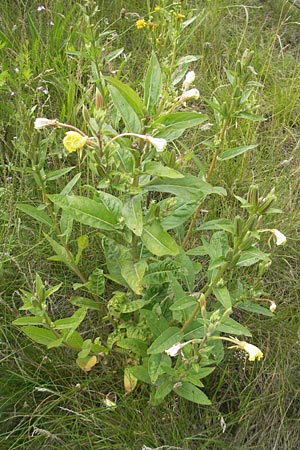 Oenothera coloratissima \ Tieffarbige Nachtkerze / Deep-Colored Evening Primrose, D Graben-Neudorf 16.7.2011