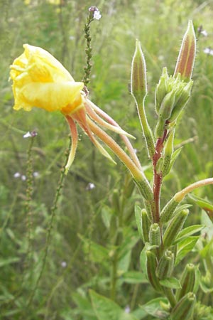 Oenothera coloratissima \ Tieffarbige Nachtkerze / Deep-Colored Evening Primrose, D Graben-Neudorf 16.7.2011