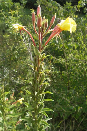 Oenothera coloratissima \ Tieffarbige Nachtkerze / Deep-Colored Evening Primrose, D Graben-Neudorf 16.7.2011