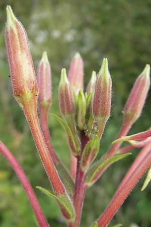 Oenothera coloratissima \ Tieffarbige Nachtkerze / Deep-Colored Evening Primrose, D Graben-Neudorf 16.7.2011