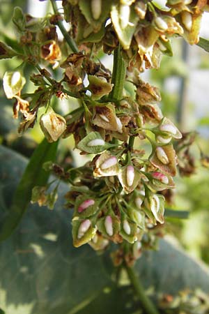 Rumex hydrolapathum \ Flu-Ampfer, Teich-Ampfer / Great Water Dock, D Mannheim 24.7.2012