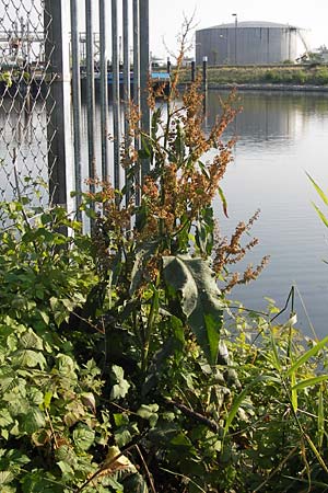 Rumex hydrolapathum \ Flu-Ampfer, Teich-Ampfer / Great Water Dock, D Mannheim 24.7.2012