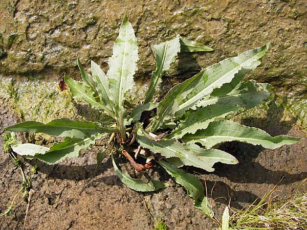 Rumex crispus \ Krauser Ampfer / Curled Dock, D Kelsterbach 15.9.2012