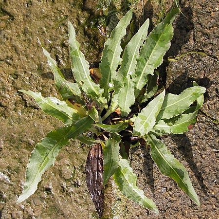 Rumex crispus \ Krauser Ampfer / Curled Dock, D Kelsterbach 15.9.2012