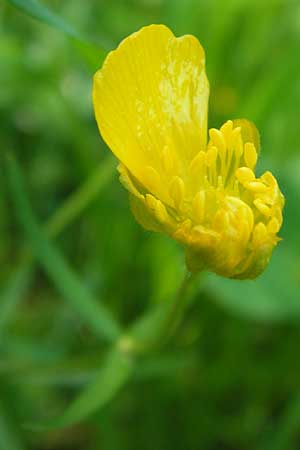 Ranunculus auricomus specF ? \ Gold-Hahnenfu� / Goldilocks, D Schweinfurt 5.5.2013