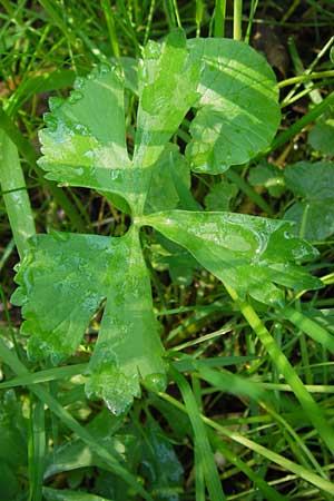Ranunculus auricomus specF ? \ Gold-Hahnenfu� / Goldilocks, D Schweinfurt 5.5.2013