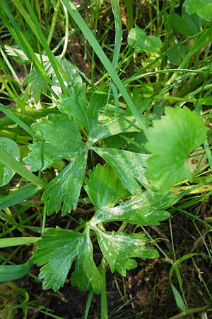 Ranunculus auricomus specF ? \ Gold-Hahnenfu� / Goldilocks, D Schweinfurt 5.5.2013