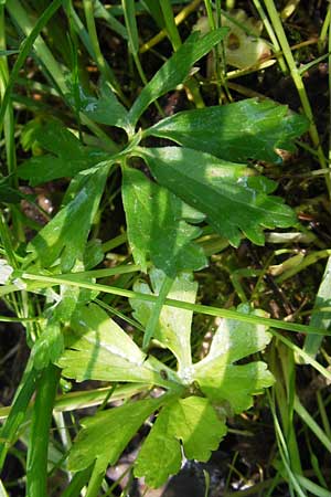 Ranunculus auricomus specF ? \ Gold-Hahnenfu� / Goldilocks, D Schweinfurt 5.5.2013