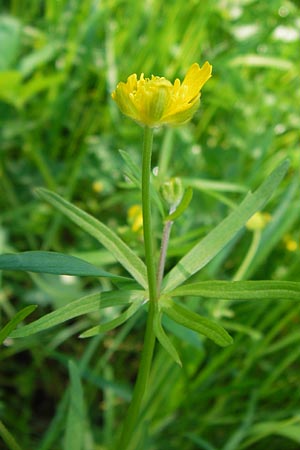 Ranunculus auricomus specF ? \ Gold-Hahnenfu� / Goldilocks, D Schweinfurt 5.5.2013