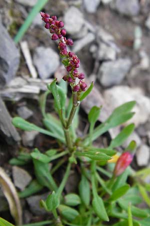 Rumex acetosella \ Kleiner Sauer-Ampfer / Sheep's Sorrel, D Gladenbach 17.5.2014