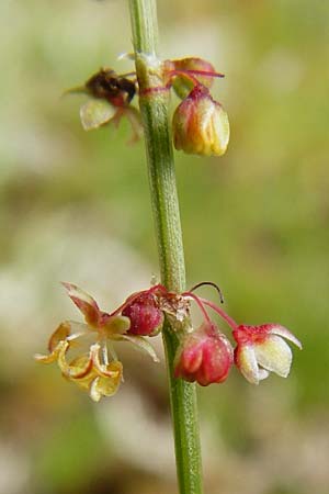 Rumex acetosella \ Kleiner Sauer-Ampfer / Sheep's Sorrel, D Wetzlar 24.5.2014