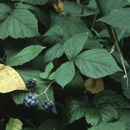 Rubus caesius \ Kratzbeere / Dewberry, D Mannheim 8.10.1983