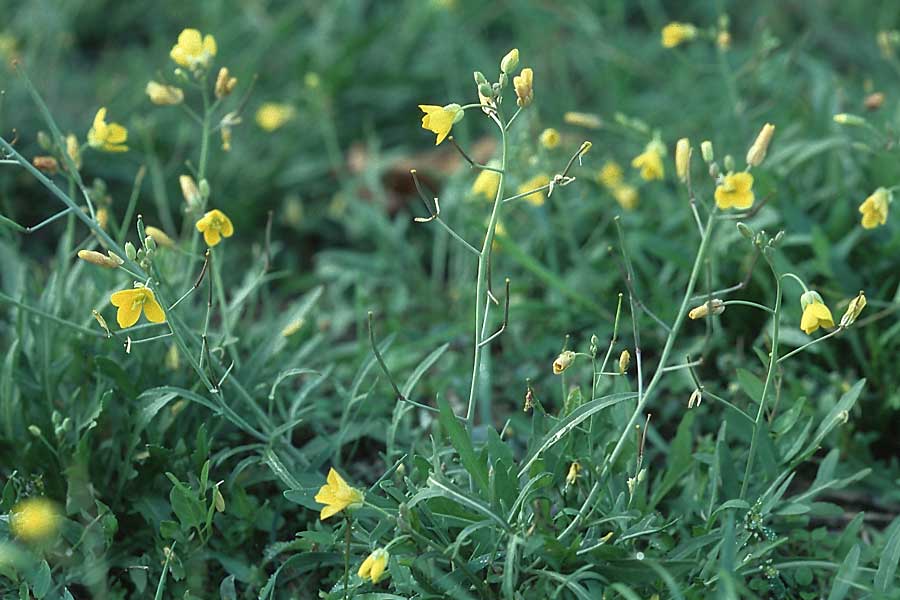 Diplotaxis tenuifolia \ Schmalblttriger Doppelsame, Ruccola / Perennial Wall Rocket, D Wachenheim 9.10.2005