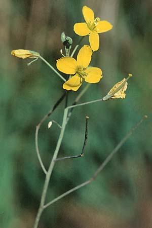 Diplotaxis tenuifolia, Schmalblättriger Doppelsame, Ruccola