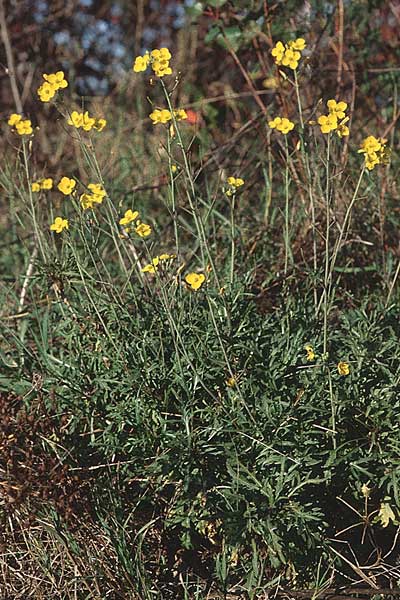 Diplotaxis tenuifolia \ Schmalblttriger Doppelsame, Ruccola / Perennial Wall Rocket, D Mannheim 6.11.2005
