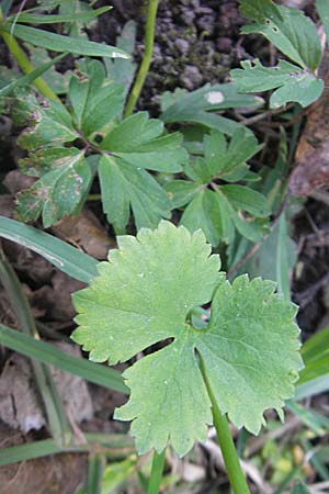 Ranunculus auricomus spec8 ? \ Gold-Hahnenfu� / Goldilocks, D Eggenstein 9.4.2011