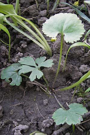 Ranunculus auricomus spec8 ? \ Gold-Hahnenfu� / Goldilocks, D Eggenstein 9.4.2011