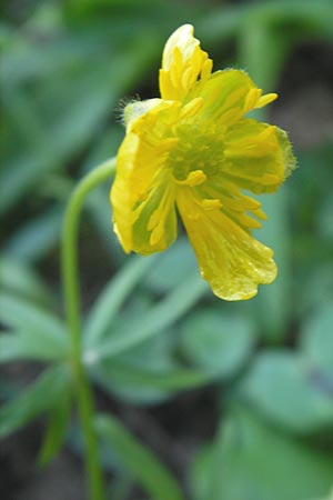 Ranunculus auricomus spec8 ? \ Gold-Hahnenfu� / Goldilocks, D Eggenstein 9.4.2011