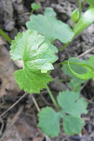 Ranunculus auricomus spec8 ? \ Gold-Hahnenfu� / Goldilocks, D Eggenstein 9.4.2011
