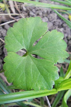Ranunculus auricomus spec8 ? \ Gold-Hahnenfu� / Goldilocks, D Eggenstein 9.4.2011