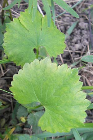Ranunculus auricomus spec8 ? \ Gold-Hahnenfu� / Goldilocks, D Eggenstein 9.4.2011