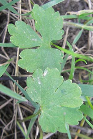 Ranunculus auricomus spec8 ? \ Gold-Hahnenfu� / Goldilocks, D Eggenstein 9.4.2011