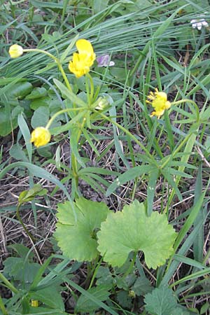 Ranunculus auricomus spec8 ? \ Gold-Hahnenfu� / Goldilocks, D Eggenstein 9.4.2011