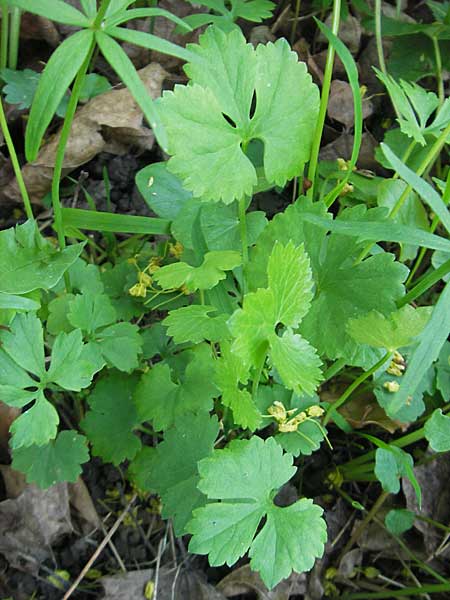 Ranunculus auricomus spec8 ? \ Gold-Hahnenfu� / Goldilocks, D Eggenstein 9.4.2011