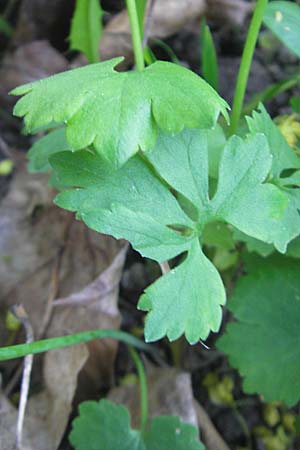 Ranunculus auricomus spec8 ? \ Gold-Hahnenfu� / Goldilocks, D Eggenstein 9.4.2011