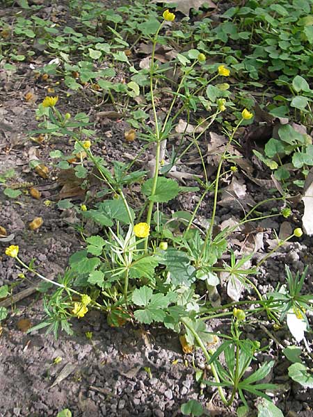 Ranunculus hirsutulus \ Flaum-Gold-Hahnenfu� / Fluffy Goldilocks, D Pfalz, Landau 11.4.2011