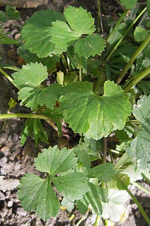 Ranunculus hirsutulus \ Flaum-Gold-Hahnenfu� / Fluffy Goldilocks, D Pfalz, Landau 11.4.2011
