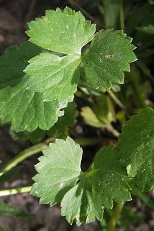 Ranunculus hirsutulus \ Flaum-Gold-Hahnenfu� / Fluffy Goldilocks, D Pfalz, Landau 11.4.2011