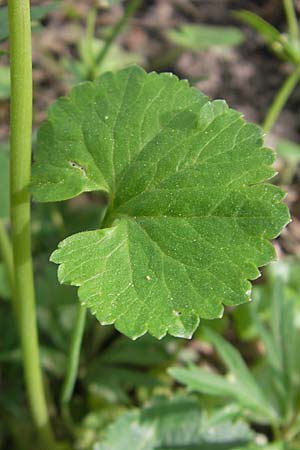 Ranunculus hirsutulus \ Flaum-Gold-Hahnenfu� / Fluffy Goldilocks, D Pfalz, Landau 11.4.2011