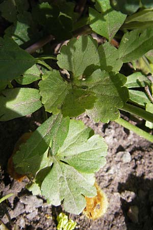 Ranunculus hirsutulus \ Flaum-Gold-Hahnenfu� / Fluffy Goldilocks, D Pfalz, Landau 11.4.2011