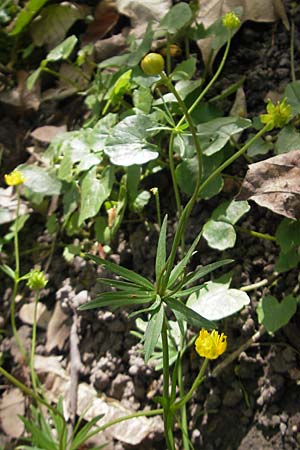 Ranunculus hirsutulus \ Flaum-Gold-Hahnenfu� / Fluffy Goldilocks, D Pfalz, Landau 11.4.2011