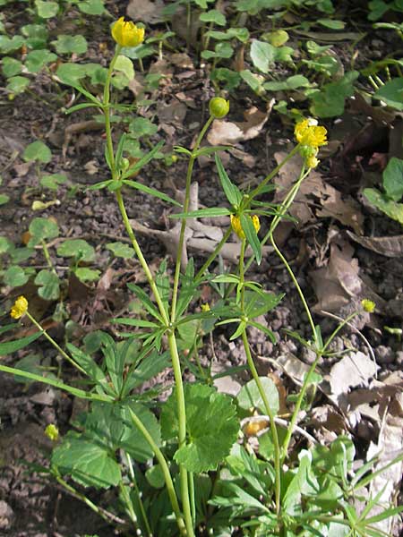 Ranunculus hirsutulus \ Flaum-Gold-Hahnenfu� / Fluffy Goldilocks, D Pfalz, Landau 11.4.2011