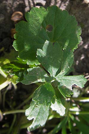 Ranunculus hirsutulus \ Flaum-Gold-Hahnenfu� / Fluffy Goldilocks, D Pfalz, Landau 11.4.2011