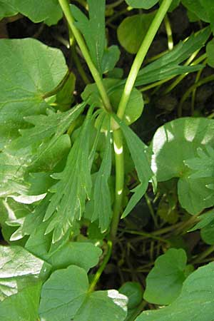 Ranunculus hirsutulus \ Flaum-Gold-Hahnenfu� / Fluffy Goldilocks, D Pfalz, Landau 11.4.2011