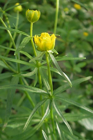 Ranunculus hirsutulus \ Flaum-Gold-Hahnenfu� / Fluffy Goldilocks, D Pfalz, Landau 11.4.2011