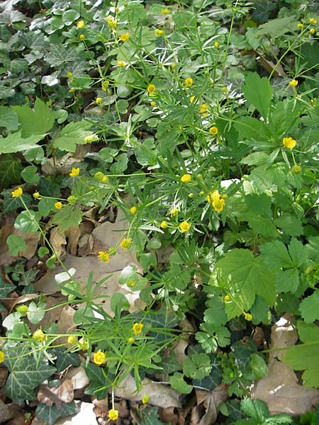 Ranunculus hirsutulus \ Flaum-Gold-Hahnenfu� / Fluffy Goldilocks, D Pfalz, Landau 11.4.2011