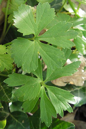 Ranunculus hirsutulus \ Flaum-Gold-Hahnenfu� / Fluffy Goldilocks, D Pfalz, Landau 11.4.2011