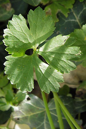 Ranunculus hirsutulus \ Flaum-Gold-Hahnenfu� / Fluffy Goldilocks, D Pfalz, Landau 11.4.2011