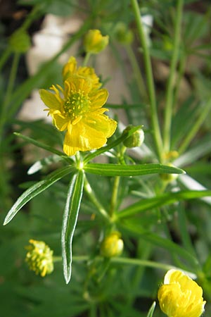 Ranunculus hirsutulus \ Flaum-Gold-Hahnenfu� / Fluffy Goldilocks, D Pfalz, Landau 11.4.2011