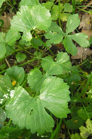 Ranunculus hirsutulus \ Flaum-Gold-Hahnenfu� / Fluffy Goldilocks, D Pfalz, Landau 11.4.2011