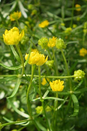 Ranunculus hirsutulus \ Flaum-Gold-Hahnenfu� / Fluffy Goldilocks, D Pfalz, Landau 11.4.2011