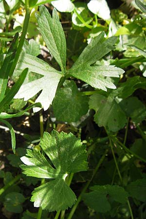 Ranunculus hirsutulus \ Flaum-Gold-Hahnenfu� / Fluffy Goldilocks, D Pfalz, Landau 11.4.2011
