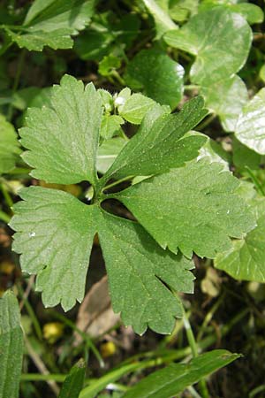 Ranunculus hirsutulus \ Flaum-Gold-Hahnenfu� / Fluffy Goldilocks, D Pfalz, Landau 11.4.2011