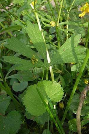 Ranunculus hirsutulus \ Flaum-Gold-Hahnenfu� / Fluffy Goldilocks, D Pfalz, Landau 11.4.2011