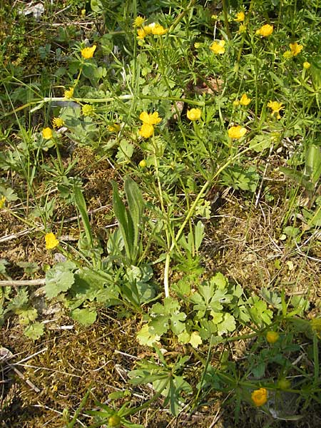 Ranunculus pseudovertumnalis \ Falscher Wechselhafter Gold-Hahnenfu / False Alternating Goldilocks, D Billigheim-Allfeld 16.4.2011